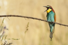 bee-eater funny