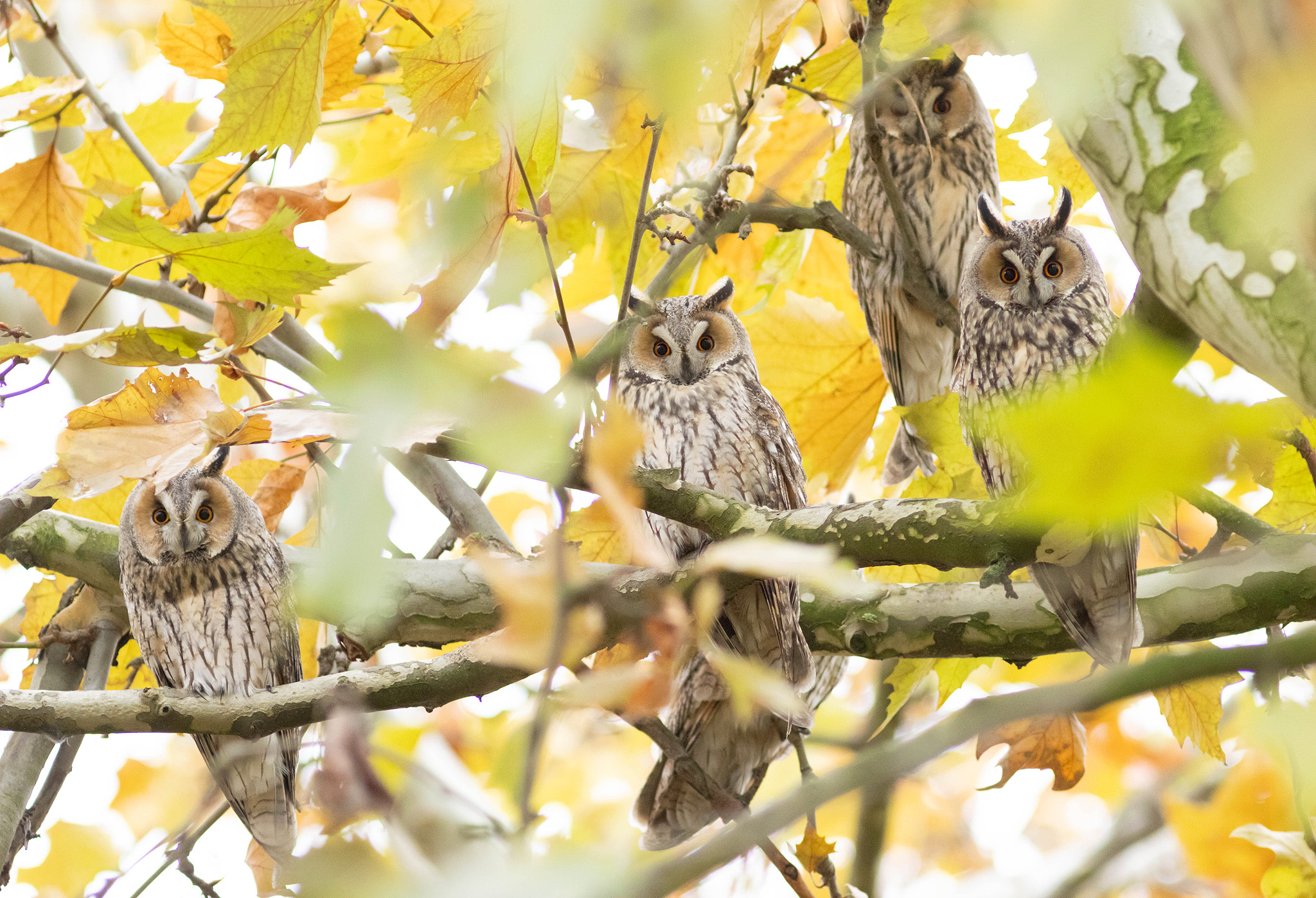 long eared owls staring