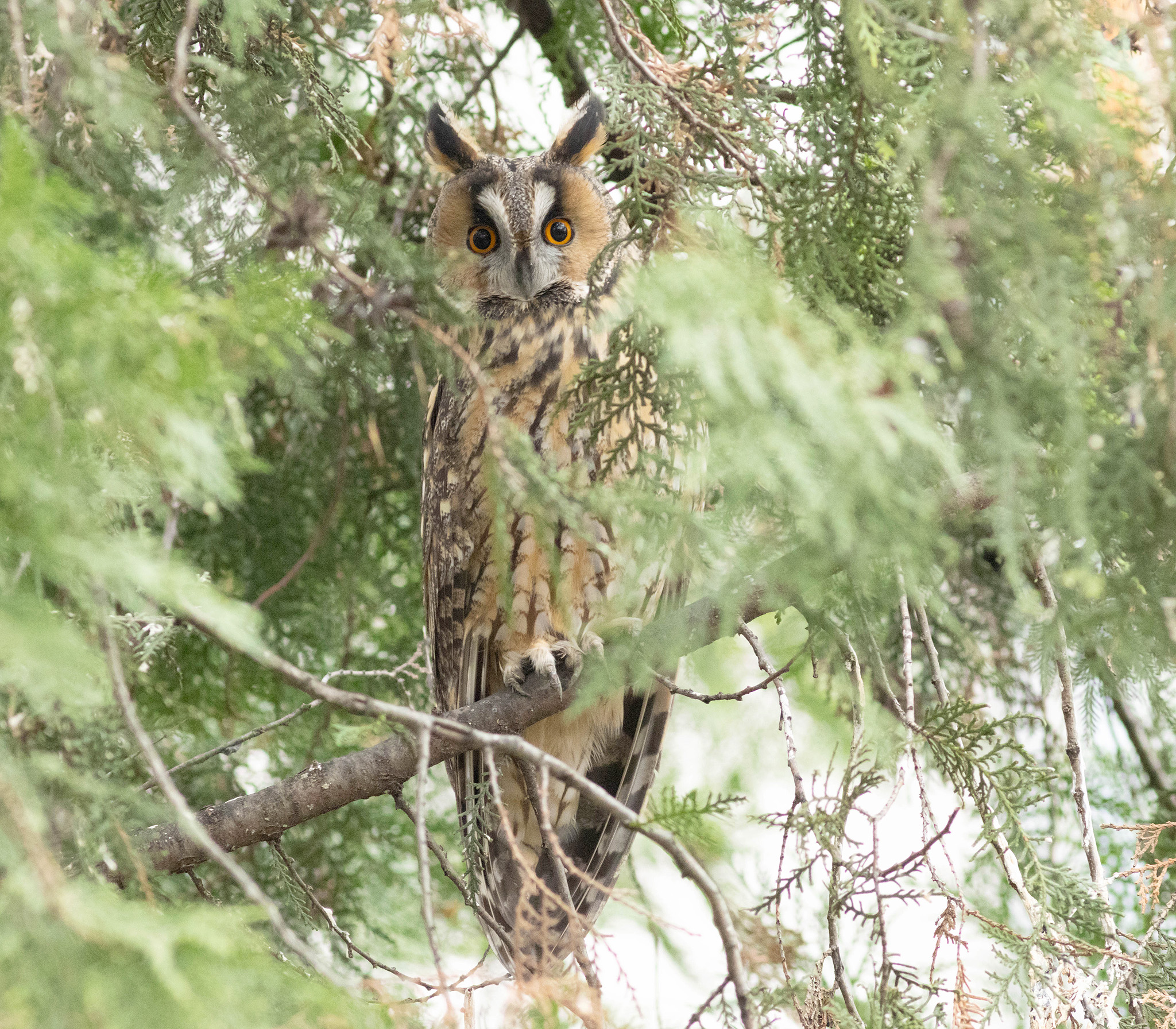 long eared owl in conifer