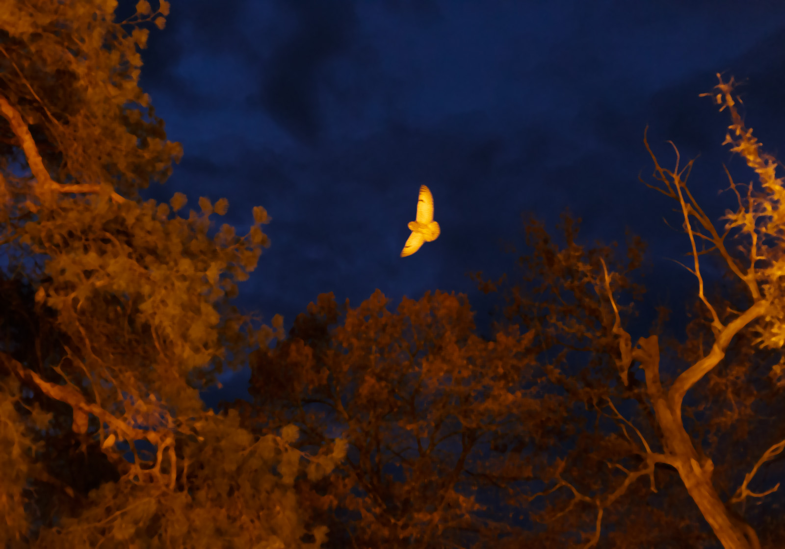long eared owl at night flying