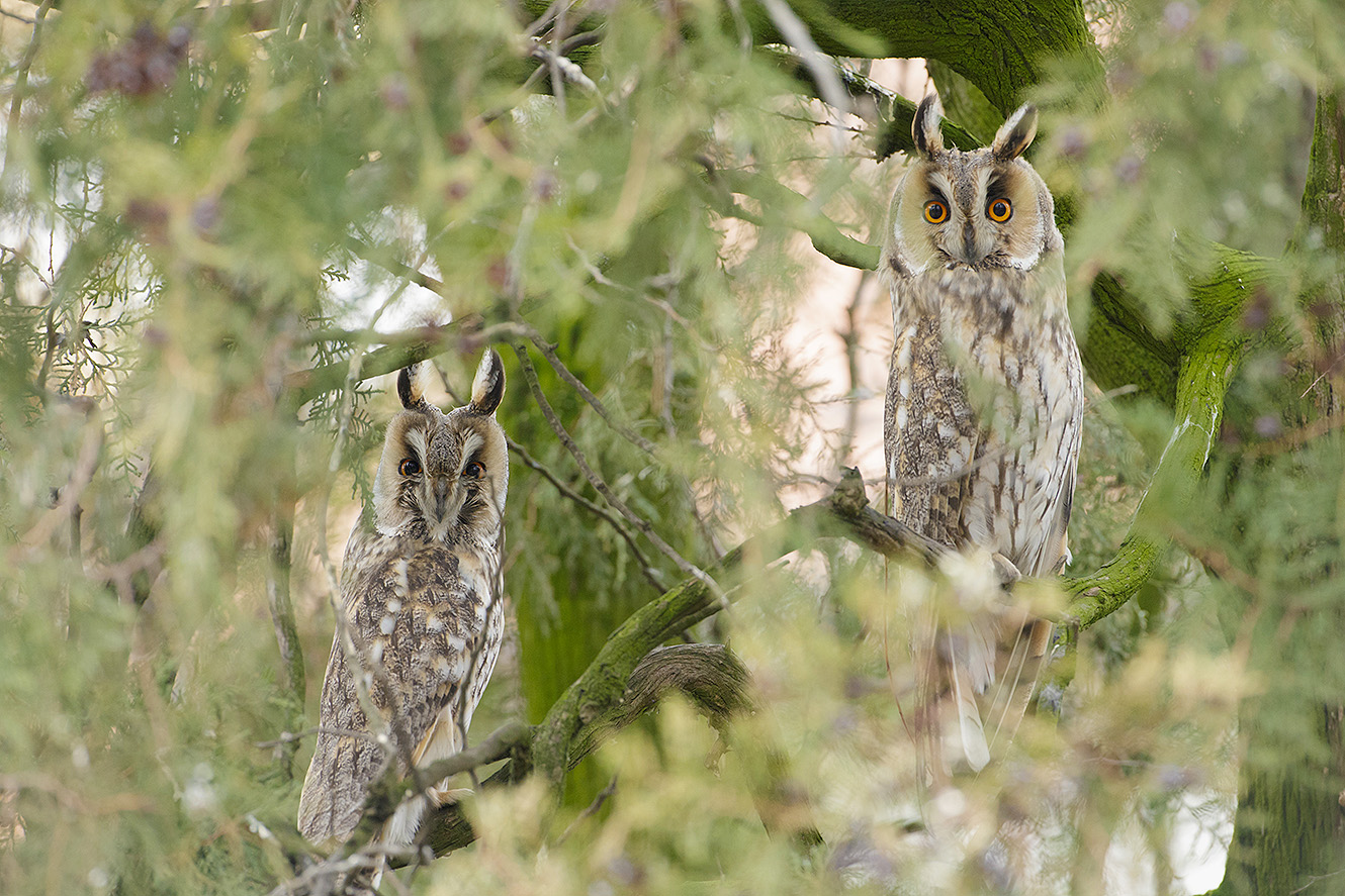 two long eared owls