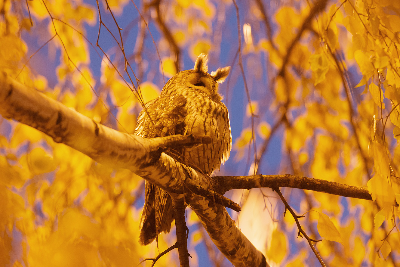 long eared owl at twilight