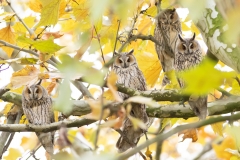 long eared owls staring