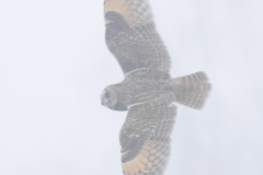 long eared owl flying in fog