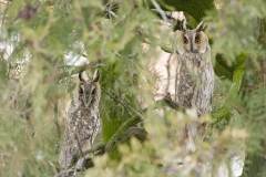 long eared owls