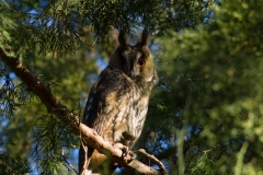 long eared owl roosting