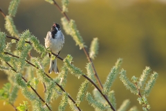 songbird photography