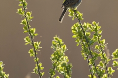 reed bunting photo