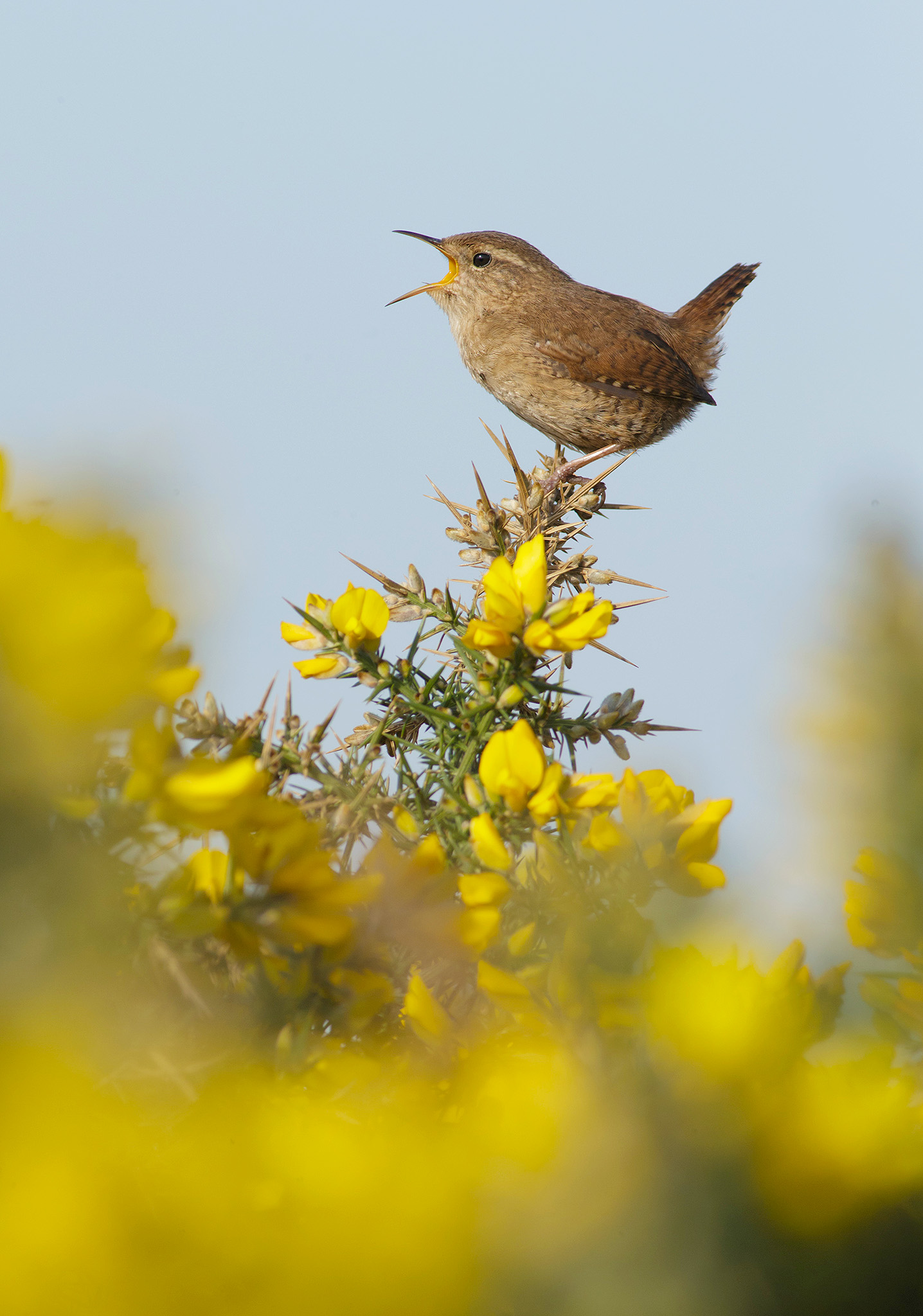 photographing wrens