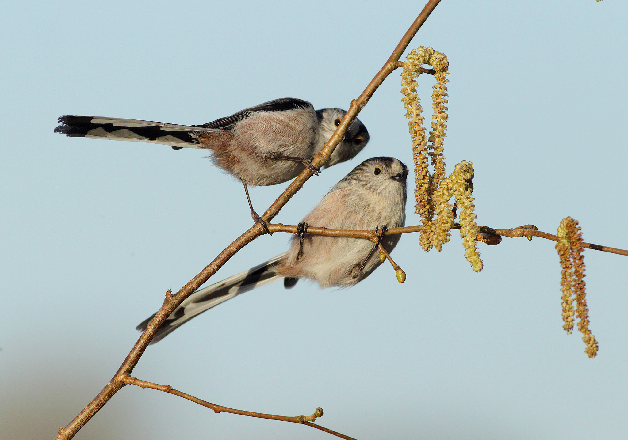 long tailed tits