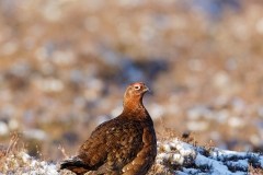 redgrouse1