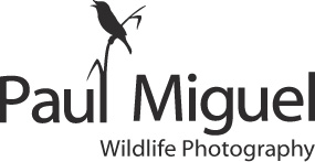 Paul Miguel Wildlife Photography