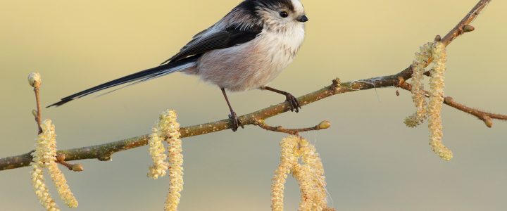bird photography tips and tricks
