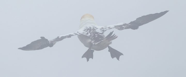 Gannets in the Mist…