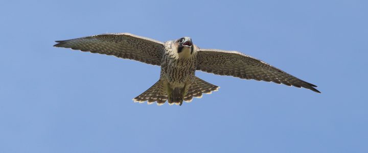 photographing birds in flight