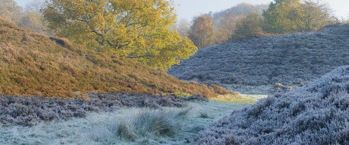Landscape Photography: How to Photograph Frost