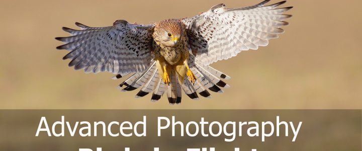 How to Photograph Birds in Flight: Advanced Photography