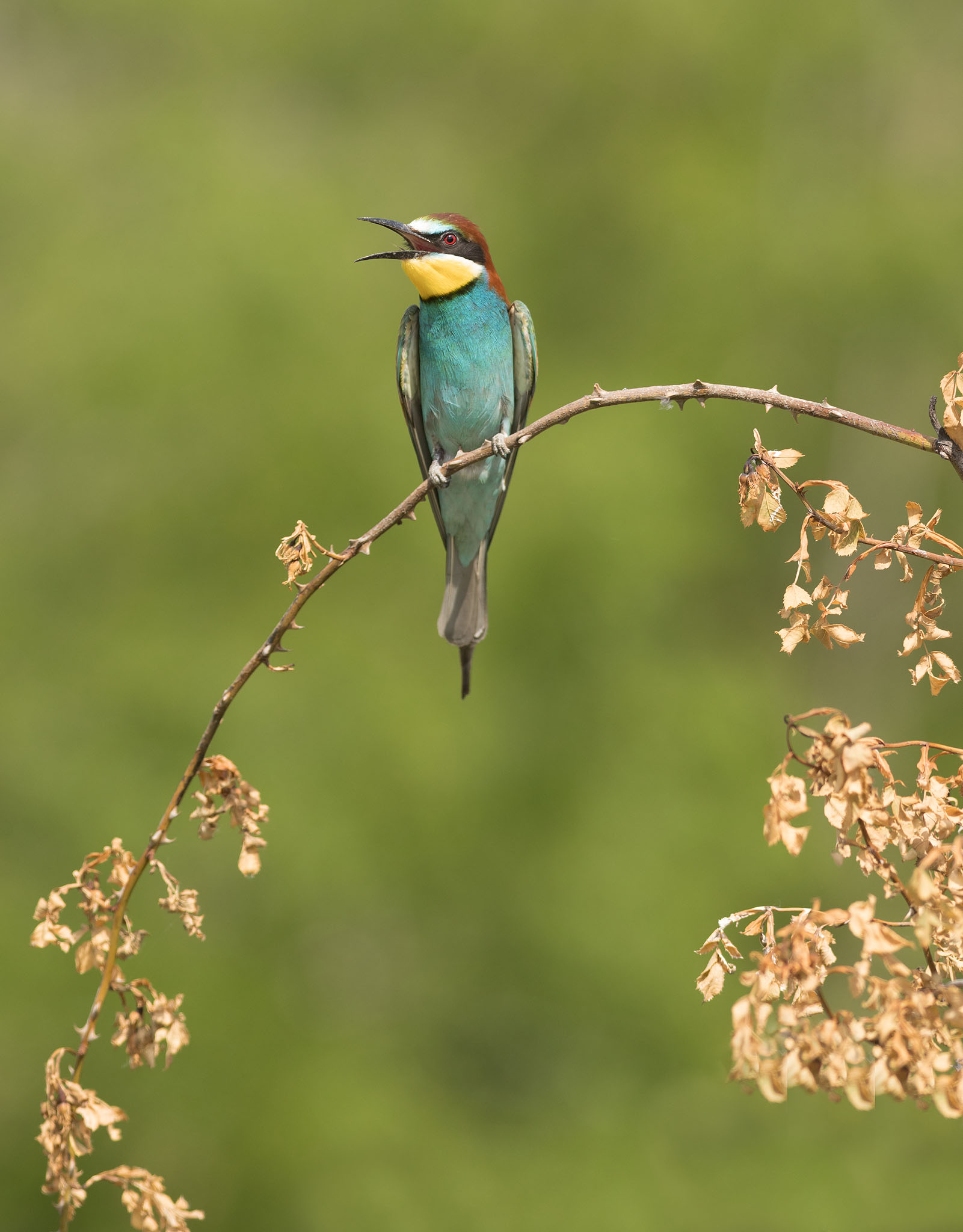 european bee-eater calling on perch in evening light in serbia