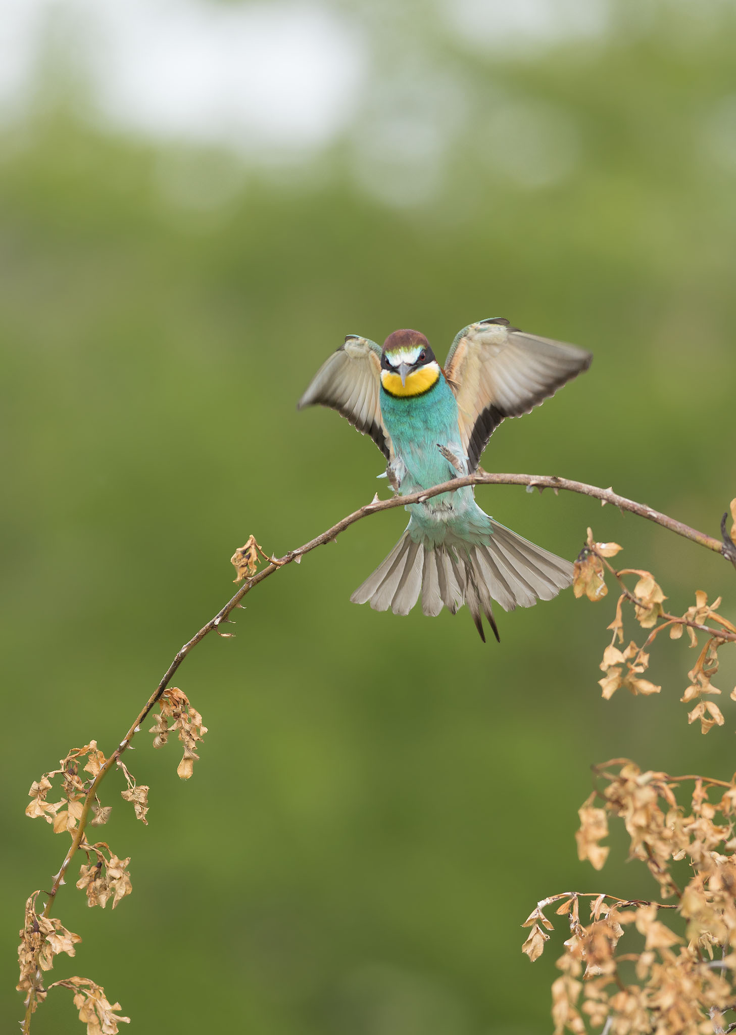 european bee-eater coming into land on branch in serbia