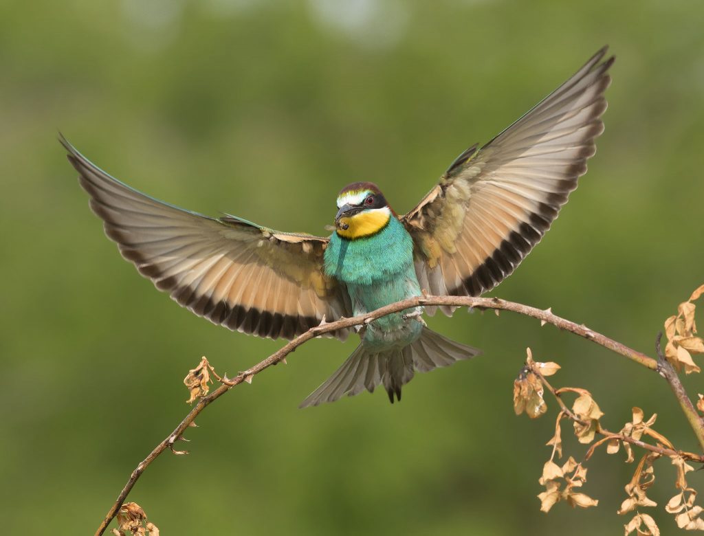 european bee-eater coming into land with wings outstretched on branch in serbia