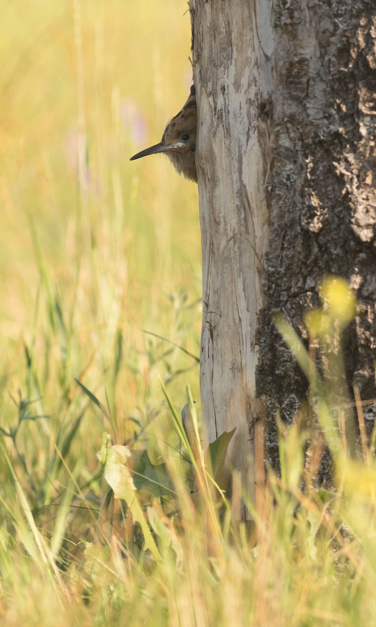 hoopoe chick peering out of nest hole in a tree in serbia