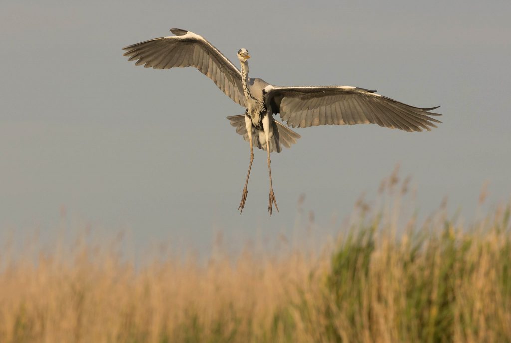 grey heron coming into land in reed beds in serbia
