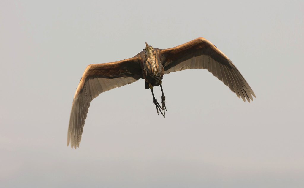 purple heron in flight in serbia