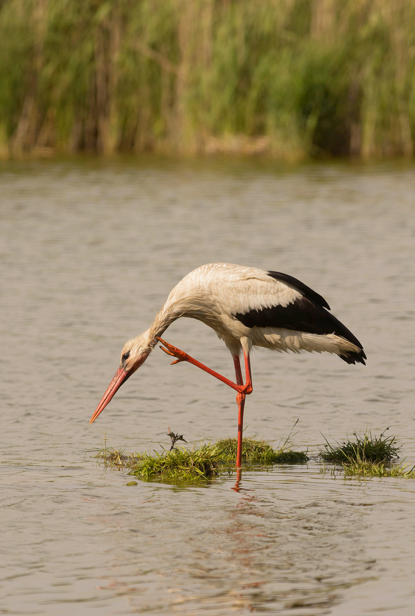 white stork stood in water on one leg scratching head in serbia