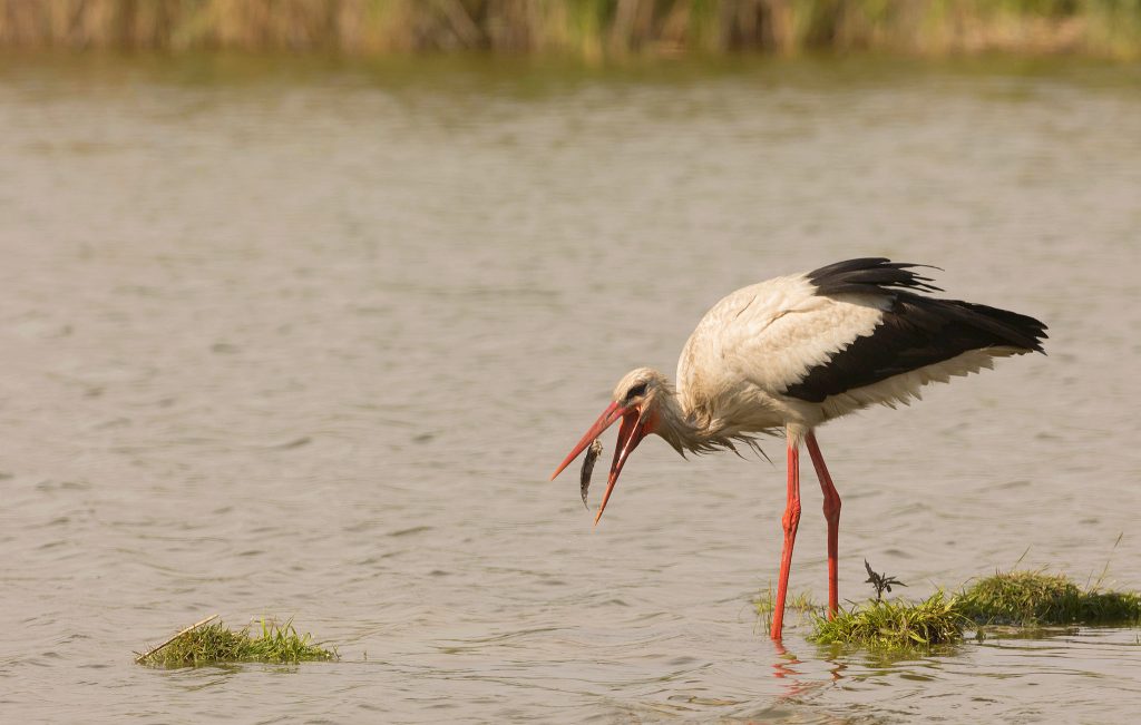 white stork feeding on fish in water in serbia