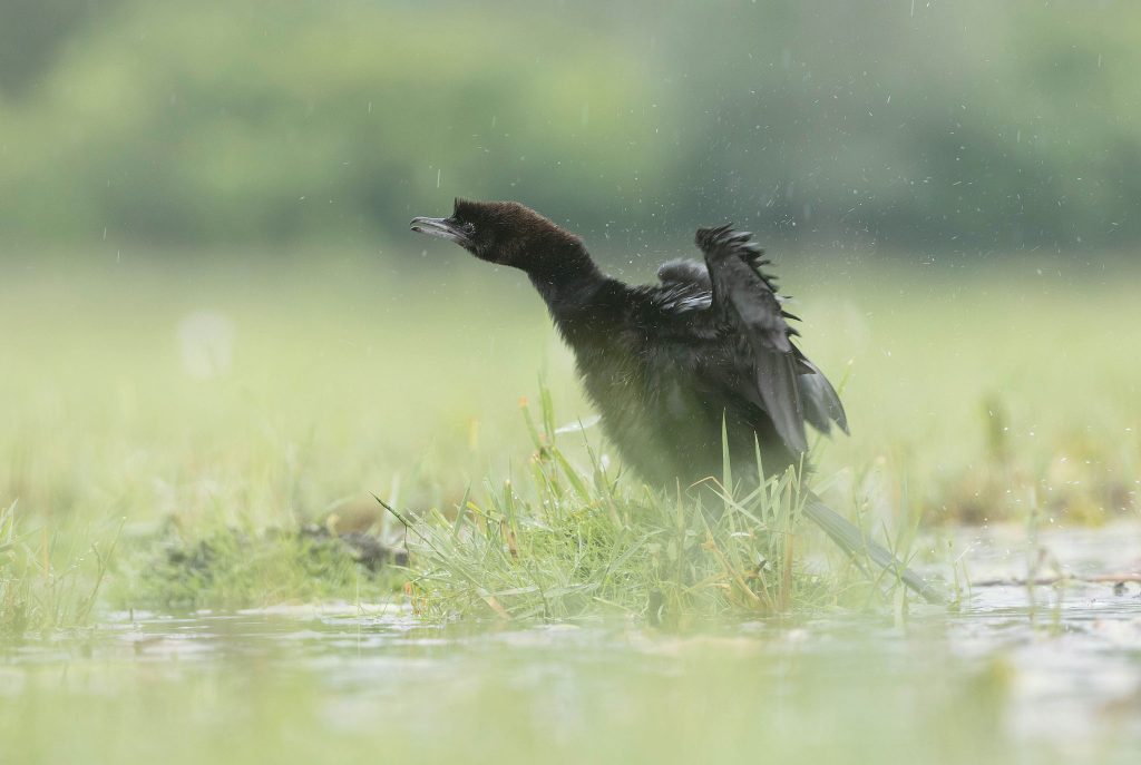 pygmy cormorant shaking off water in rain in serbia