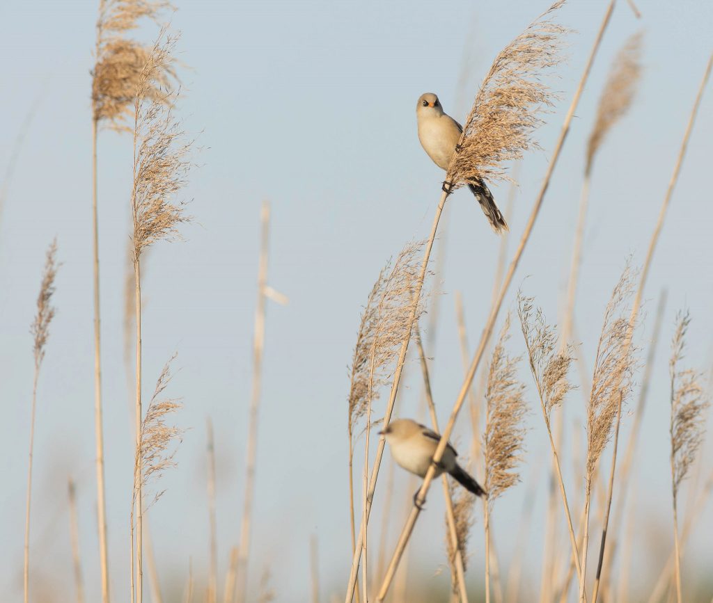 two bearded tits perched in reeds in serbia in summer