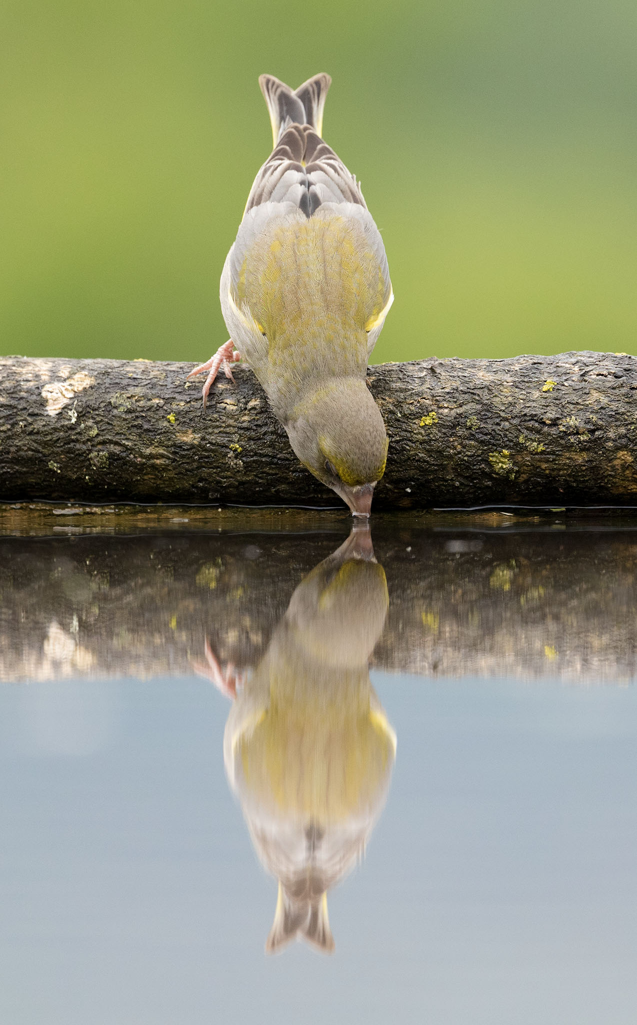 male greenfinch drinking from pool with reflection in bulgaria