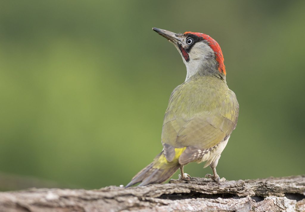 male green woodpecker on log in bulgaria