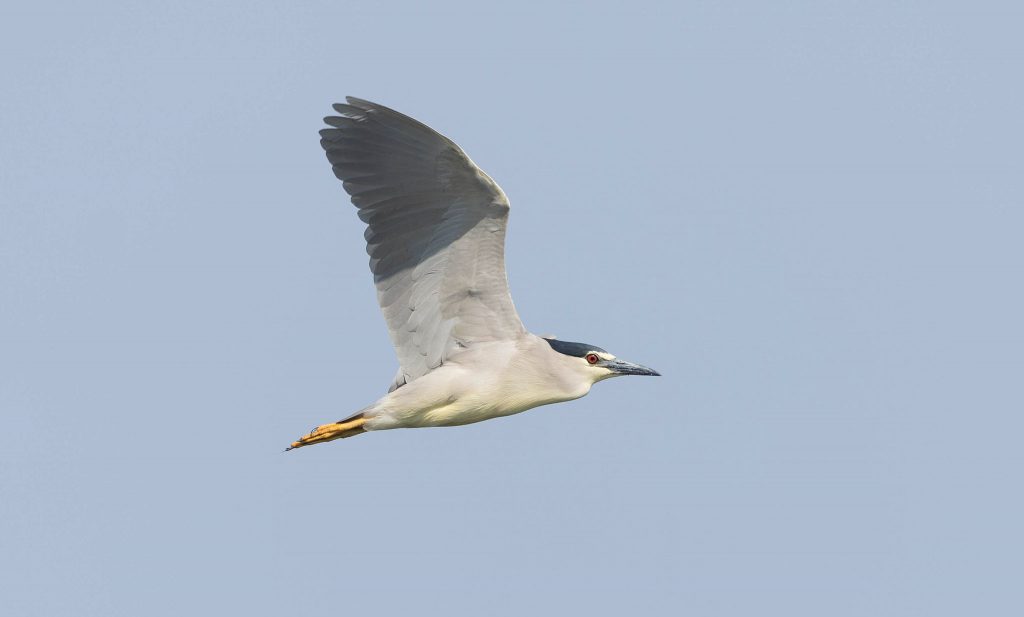 night heron in flight with blue sky in serbia