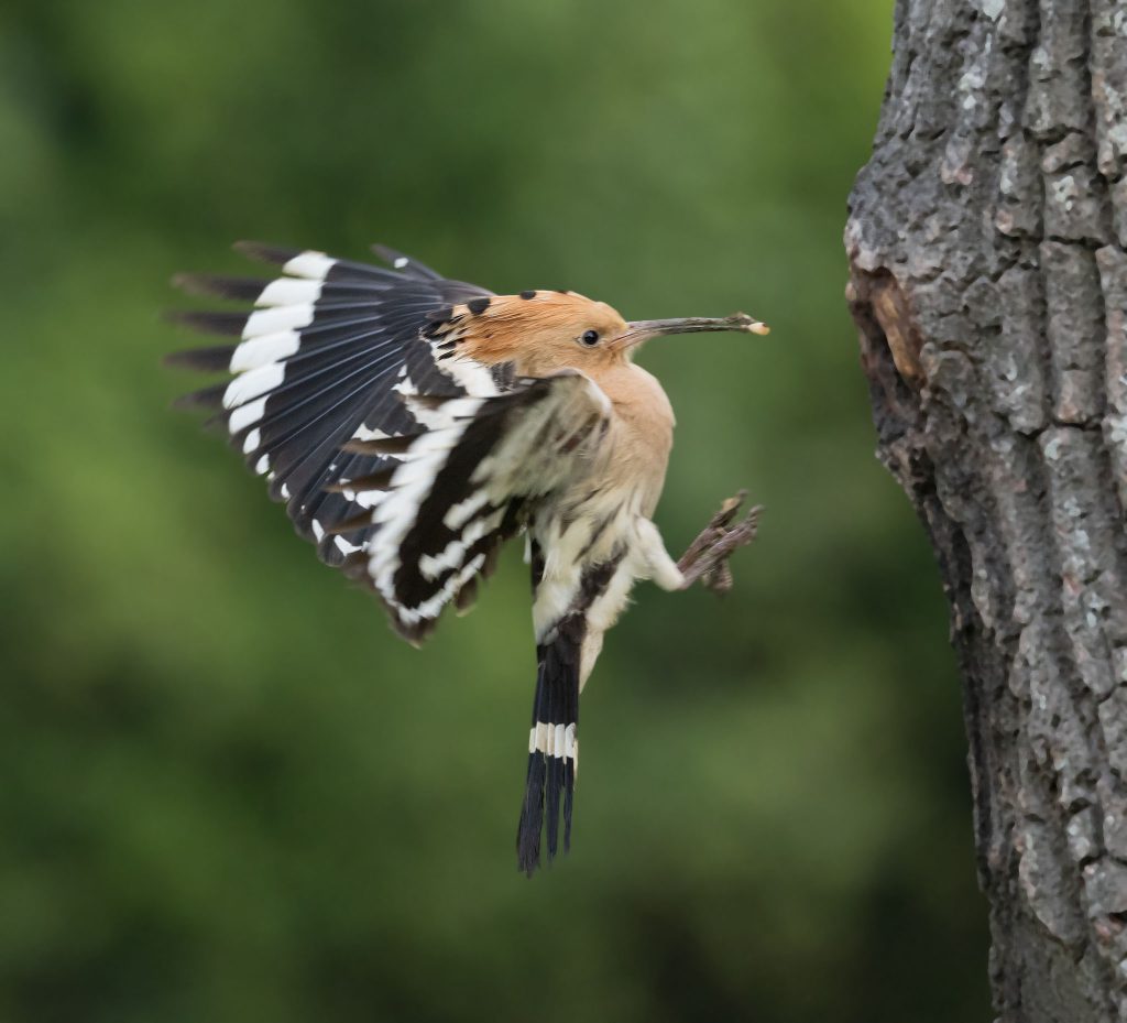 hoopoe in flight returning to nest with food for chicks in blulgaria