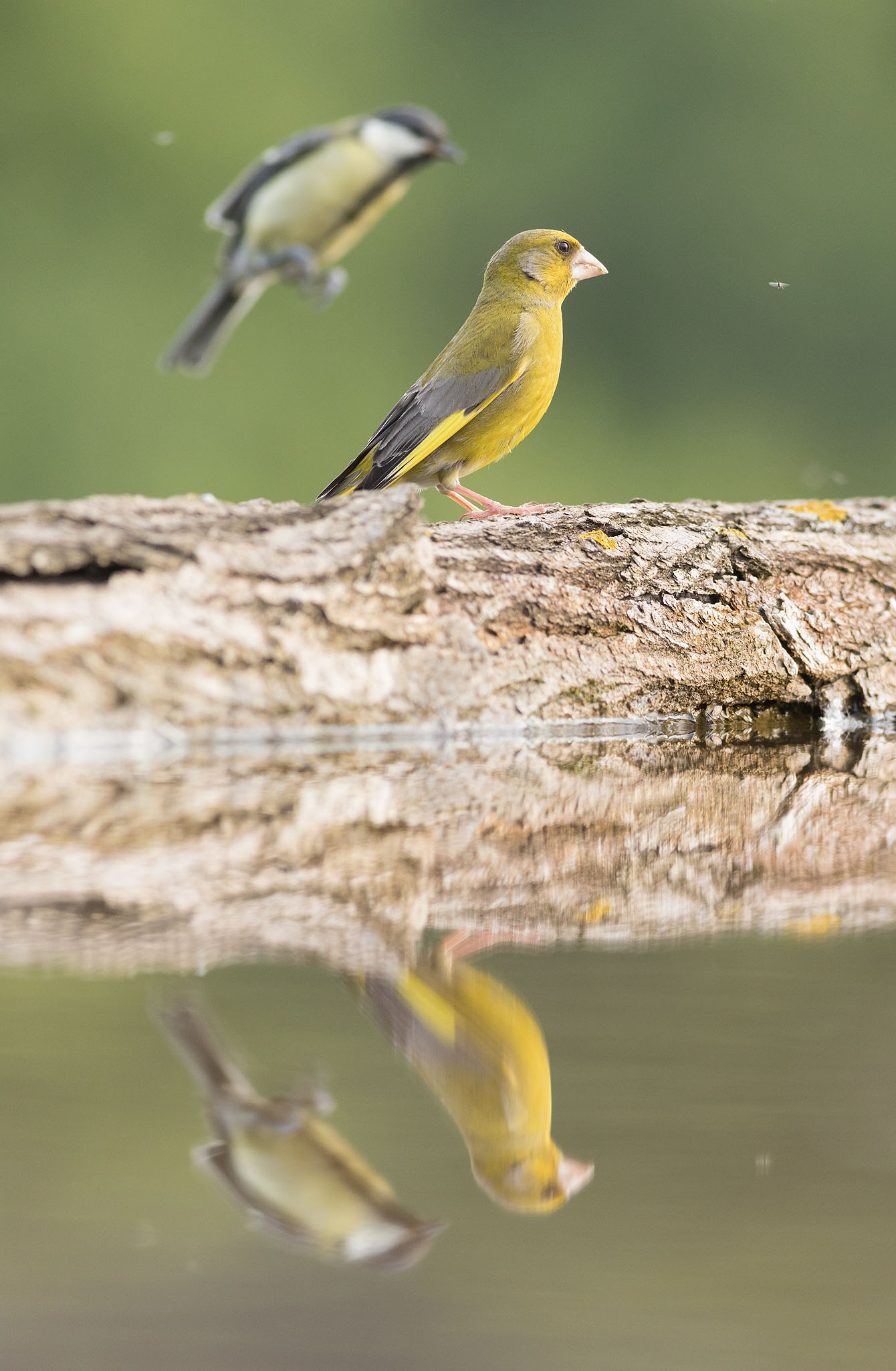 great tit photo-bombing greenfinch at pool with reflection in bulgaria