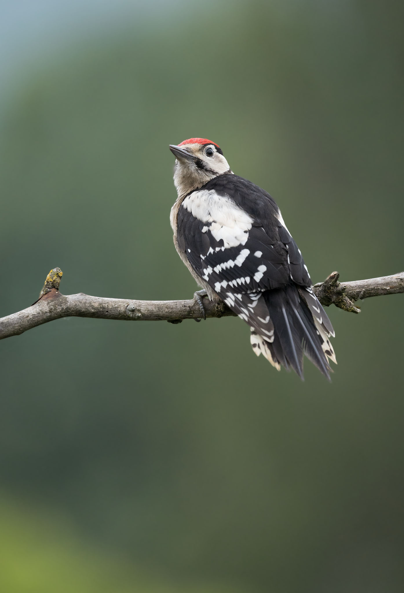 syrian woodpecker perched on branch with mountain backdrop in bulgaria