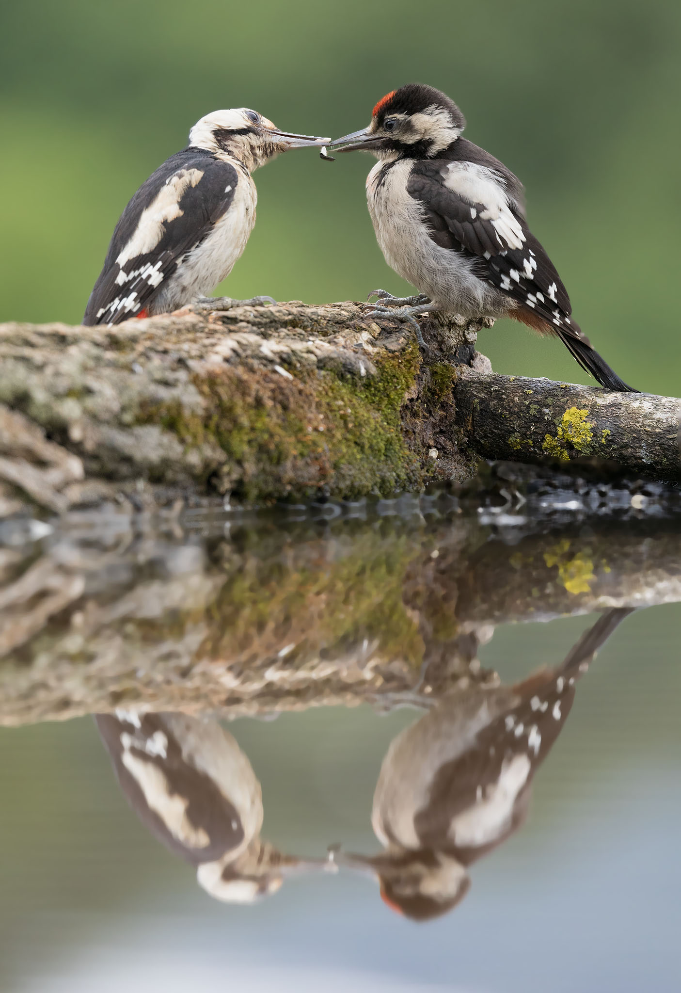syrian woodpecker adult feeding juvenile at pool with reflections in bulgaria