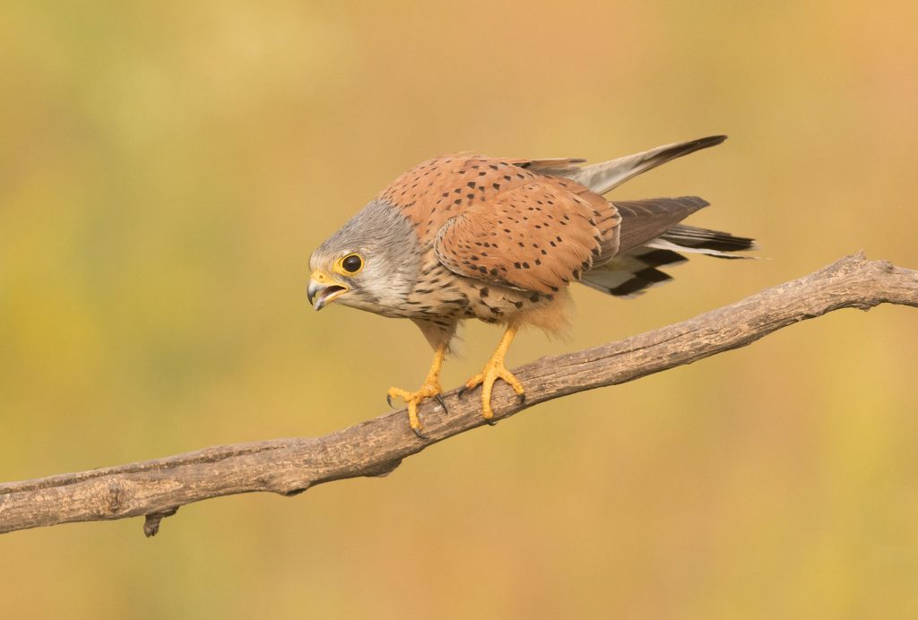 male common kestrel calling on a perch in serbia