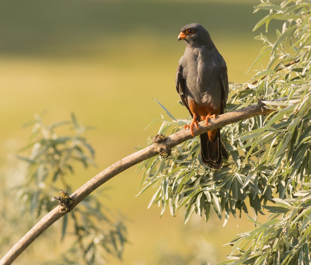 male red footed falcon perched in a tree in serbia in evening light
