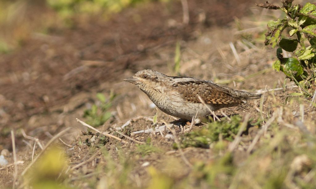wryneck on ground looking for ants in bulgaria