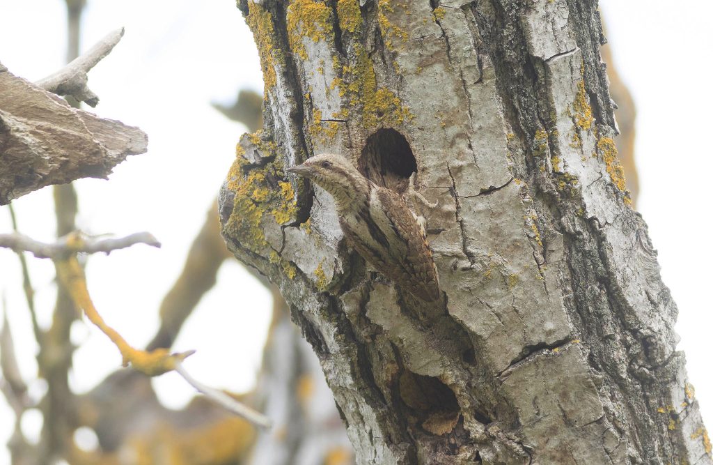 wryneck at nest hole in walnut tree in bulgaria