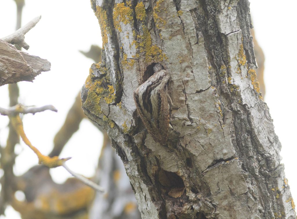 adult wryneck feeding chick at nest hole in walnut tree in bulgaria