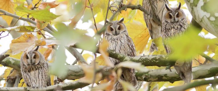 Serbia Long Eared Owls Trip Report December 2023